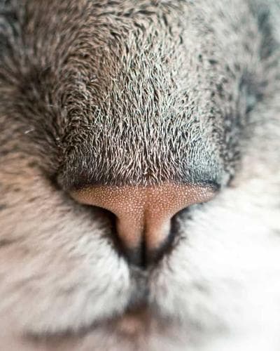 iPhone 15 Pro Max 256GB Natural Titanium